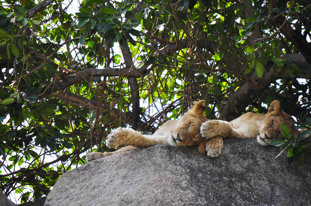 sleepy-lion-serengeti